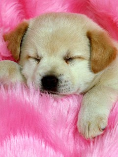 Миленький щенок спит на розовом пледе, как хочется взять его на руки