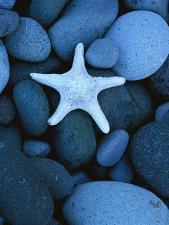 Голубая морская звездочка расположилась на округлых камешках